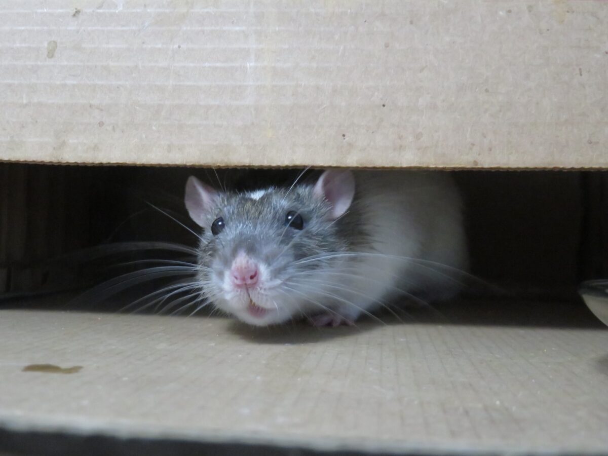 Hvordan skal du forholde dig til rotter i din lejebolig?