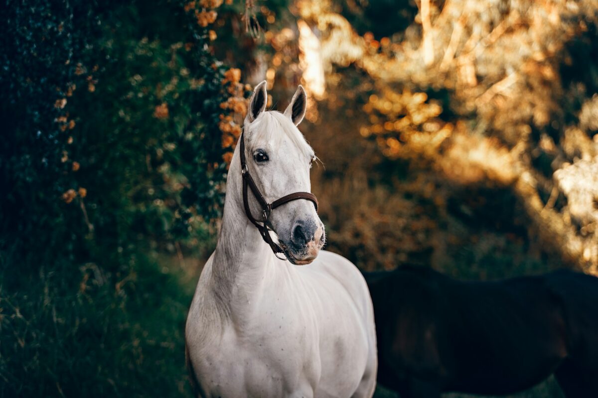 EquiTaste är ett av Sveriges bästa hästfoder